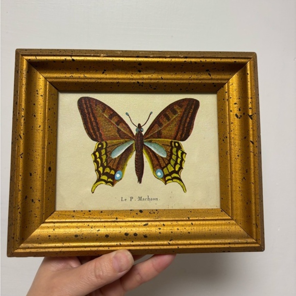 Vintage framed print Le P. Machaon butterfly